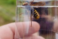 _DSF5952.jpg - 2016:07:23 18:02:11